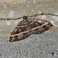 Chrysolarentia subrectaria (A Geometer moth) at Paddys River, ACT - 28 Mar 2021 by JohnBundock