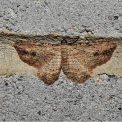 Xanthorhoe anaspila (Dark-patch Carpet) at Paddys River, ACT - 28 Mar 2021 by JohnBundock