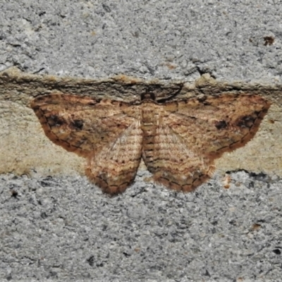 Xanthorhoe anaspila (Dark-patch Carpet) at Paddys River, ACT - 28 Mar 2021 by JohnBundock