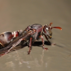 Ropalidia plebeiana (Small brown paper wasp) at ANBG - 12 Feb 2021 by TimL