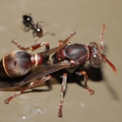 Ropalidia plebeiana at Acton, ACT - 12 Feb 2021