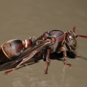 Ropalidia plebeiana at Acton, ACT - 12 Feb 2021