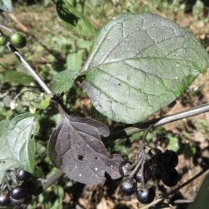 Solanum nigrum at Hawker, ACT - 1 Apr 2021