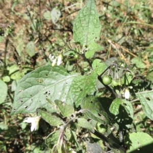 Solanum nigrum at Hawker, ACT - 1 Apr 2021
