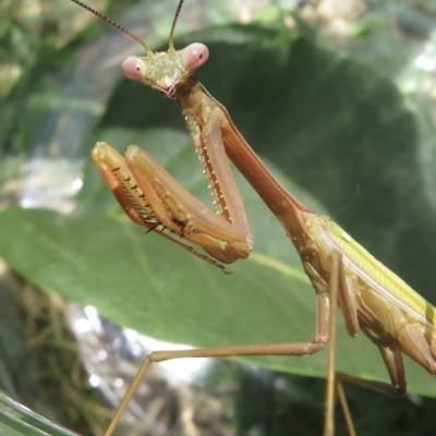 Tenodera australasiae (Purple-winged mantid) at Narrabundah, ACT - 27 Feb 2021 by RobParnell