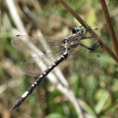 Parasynthemis regina (Royal Tigertail) at Majura, ACT - 15 Feb 2021 by RobParnell