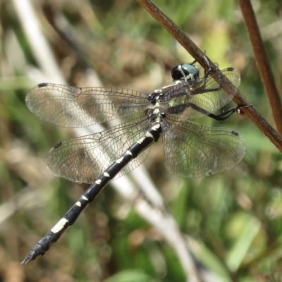 Parasynthemis regina (Royal Tigertail) at Mount Ainslie - 15 Feb 2021 by RobParnell