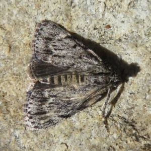Spectrotrota fimbrialis at Campbell, ACT - 15 Feb 2021