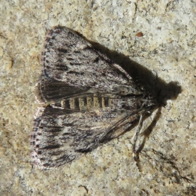 Spectrotrota fimbrialis (A Pyralid moth) at Legacy Park Woodland Reserve - 15 Feb 2021 by RobParnell