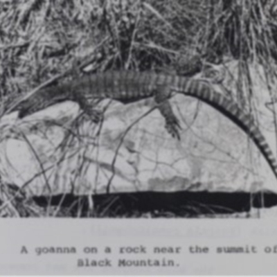 Varanus rosenbergi (Heath or Rosenberg's Monitor) at Black Mountain - 31 Jan 1969 by DonFletcher