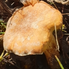 zz agaric (stem; gills not white/cream) at Cook, ACT - 21 Feb 2021 by drakes