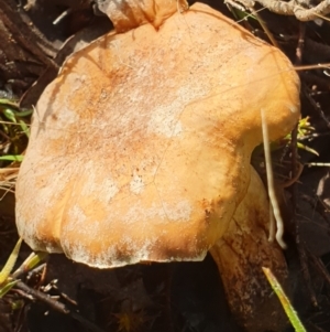 zz agaric (stem; gills not white/cream) at Cook, ACT - 22 Feb 2021 08:53 AM