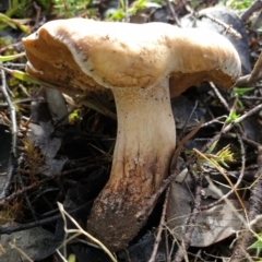 zz agaric (stem; gills not white/cream) at Cook, ACT - 22 Feb 2021