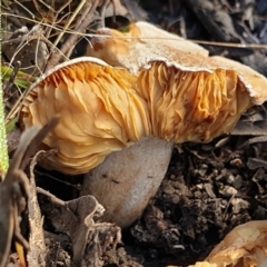 zz agaric (stem; gills not white/cream) at Cook, ACT - 22 Feb 2021 08:53 AM