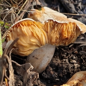 zz agaric (stem; gills not white/cream) at Cook, ACT - 22 Feb 2021