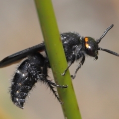 Scolia (Discolia) verticalis (Yellow-headed hairy flower wasp) at ANBG - 18 Mar 2021 by TimL