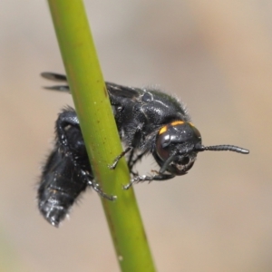 Scolia (Discolia) verticalis at Acton, ACT - 19 Mar 2021 10:49 AM