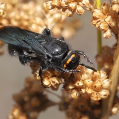 Scolia (Discolia) verticalis at Acton, ACT - 19 Mar 2021