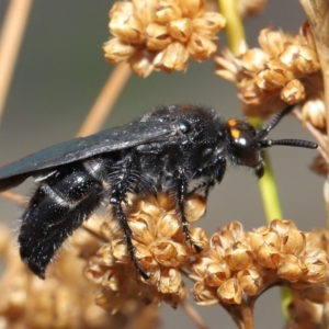 Scolia (Discolia) verticalis at Acton, ACT - 19 Mar 2021