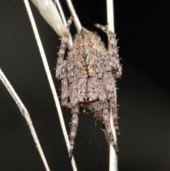 Araneinae (subfamily) (Orb weaver) at ANBG - 28 Mar 2021 by TimL