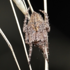 Araneinae (subfamily) (Orb weaver) at Acton, ACT - 28 Mar 2021 by TimL