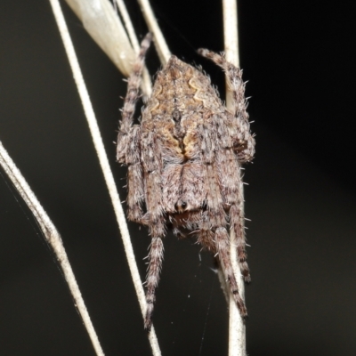 Araneinae (subfamily) (Orb weaver) at Acton, ACT - 28 Mar 2021 by TimL