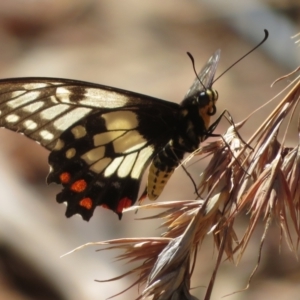 Papilio anactus at Campbell, ACT - 15 Feb 2021 11:30 AM