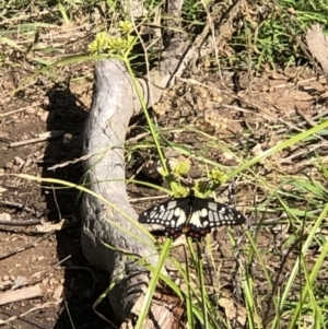 Papilio anactus at Pearce, ACT - 2 Apr 2021 12:00 PM