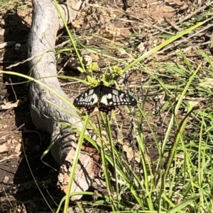 Papilio anactus at Pearce, ACT - 2 Apr 2021