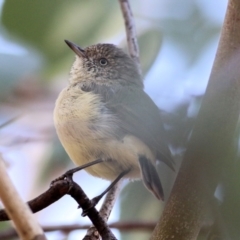 Acanthiza reguloides (Buff-rumped Thornbill) at Albury, NSW - 1 Apr 2021 by Kyliegw