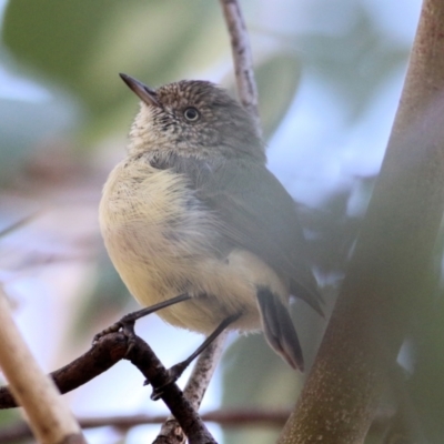 Acanthiza reguloides (Buff-rumped Thornbill) at Albury, NSW - 2 Apr 2021 by KylieWaldon