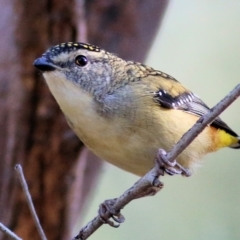 Pardalotus punctatus (Spotted Pardalote) at Albury - 2 Apr 2021 by KylieWaldon