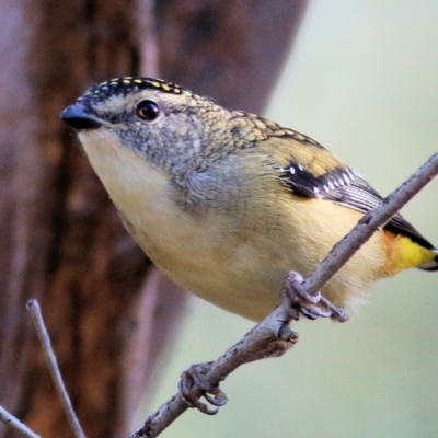 Pardalotus punctatus (Spotted Pardalote) at Nail Can Hill - 1 Apr 2021 by Kyliegw