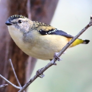 Pardalotus punctatus at Albury - 2 Apr 2021