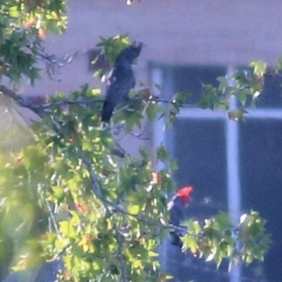 Callocephalon fimbriatum (Gang-gang Cockatoo) at Albury, NSW - 1 Apr 2021 by Kyliegw