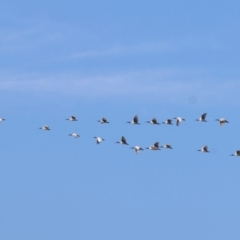 Threskiornis molucca (Australian White Ibis) at Albury, NSW - 1 Apr 2021 by Kyliegw