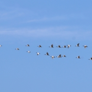 Threskiornis molucca at Albury, NSW - 2 Apr 2021