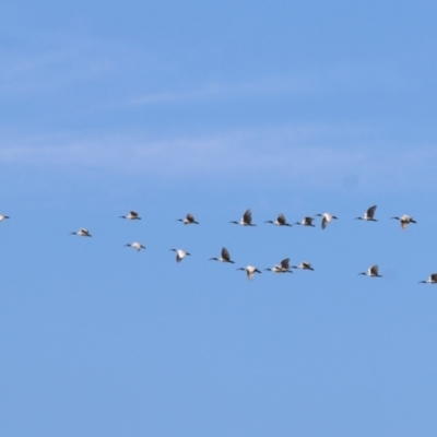 Threskiornis molucca (Australian White Ibis) at Albury - 1 Apr 2021 by Kyliegw