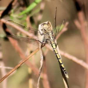 Orthetrum caledonicum at Albury, NSW - 2 Apr 2021