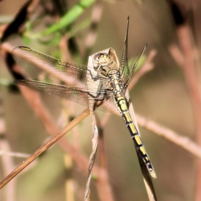 Orthetrum caledonicum (Blue Skimmer) at Albury, NSW - 2 Apr 2021 by KylieWaldon