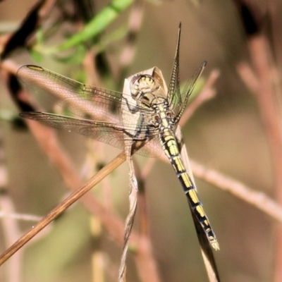 Orthetrum caledonicum (Blue Skimmer) at Albury, NSW - 1 Apr 2021 by Kyliegw