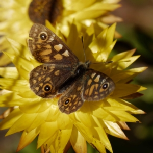 Oreixenica latialis at Cotter River, ACT - suppressed