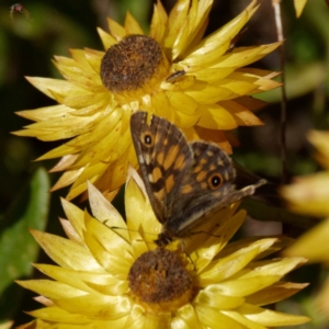 Oreixenica latialis at Cotter River, ACT - suppressed