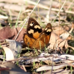 Heteronympha merope (Common Brown Butterfly) at Nail Can Hill - 1 Apr 2021 by Kyliegw