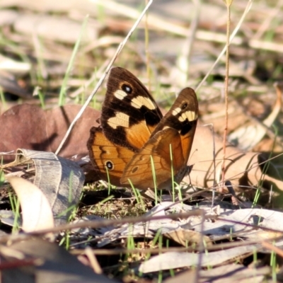 Heteronympha merope (Common Brown Butterfly) at Albury, NSW - 1 Apr 2021 by Kyliegw