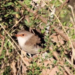 Malurus cyaneus (Superb Fairywren) at Albury, NSW - 2 Apr 2021 by KylieWaldon