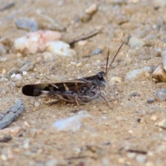 Gastrimargus musicus (Yellow-winged Locust or Grasshopper) at Albury, NSW - 1 Apr 2021 by Kyliegw