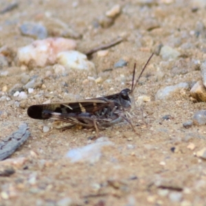 Gastrimargus musicus at Albury, NSW - 2 Apr 2021 09:44 AM