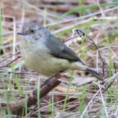 Acanthiza reguloides (Buff-rumped Thornbill) at Nail Can Hill - 1 Apr 2021 by Kyliegw