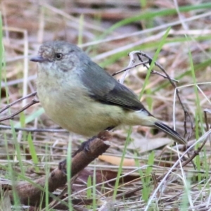 Acanthiza reguloides at Albury - 2 Apr 2021 09:42 AM